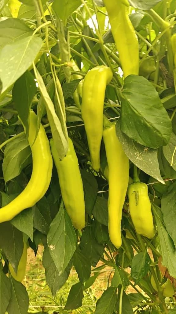 معاينة صنف الفلفل الحار "مروة" في سطيف - 2