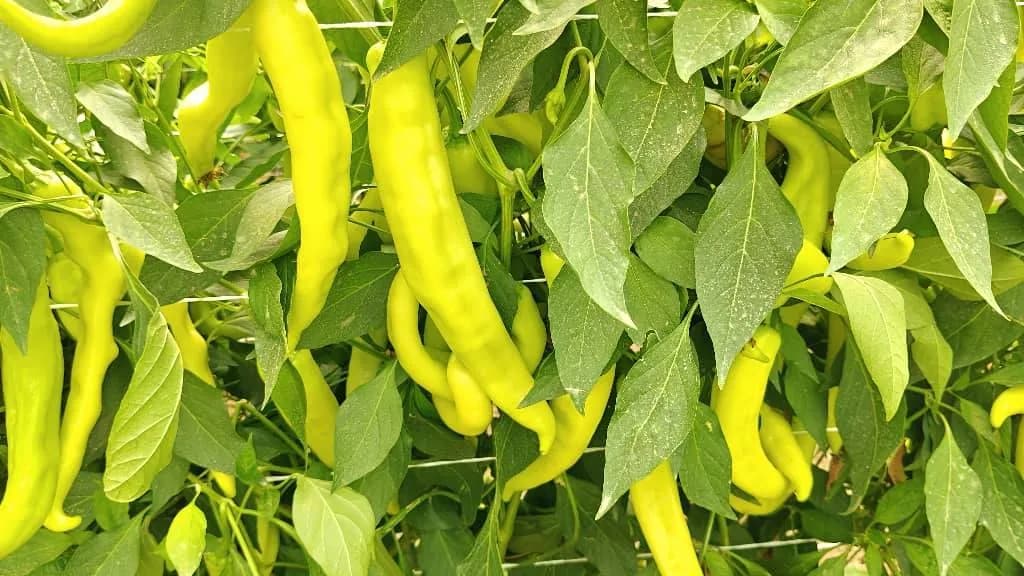 معاينة صنف الفلفل الحار "مروة" في سطيف - 3