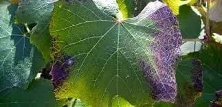 نقص الفوسفور