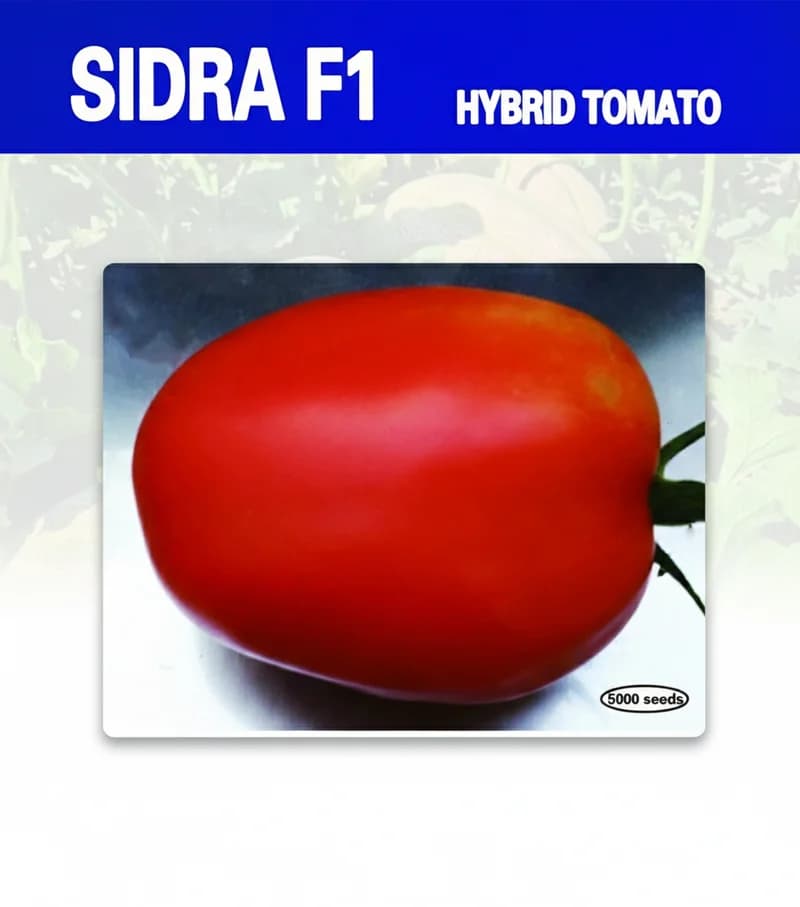 سدرة F1 - طماطم هجين